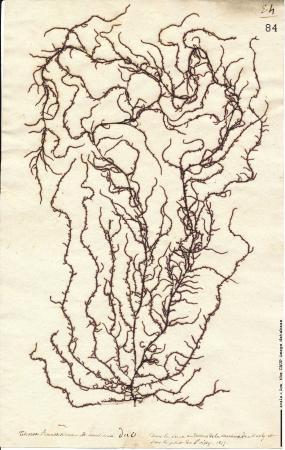 Thorea hispida.jpg